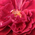 Rosso - Rose Ibridi di Tea - Bellevue ®